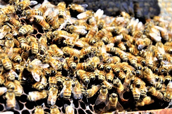 Primer plano de un grupo de abejas creando una abeja llena de deliciosa miel —  Fotos de Stock