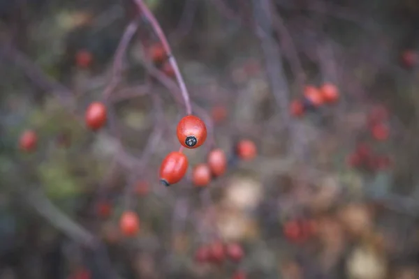 Rote Beeren Der Herbstkulisse — Stockfoto