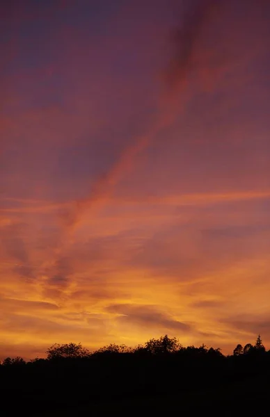 Tiro vertical de uma silhueta florestal abaixo de um belo pôr-do-sol rosa — Fotografia de Stock