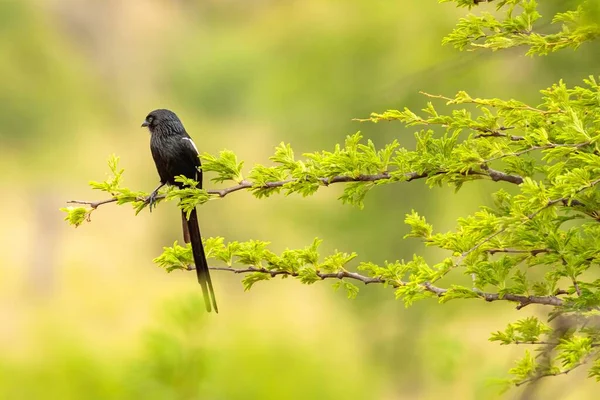 一只美丽的黑鸟坐在树枝上的选择性镜头 — 图库照片