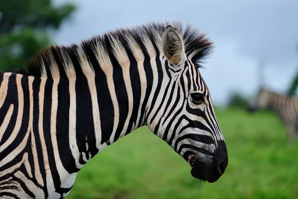 Eine Selektive Fokusaufnahme Eines Schönen Zebras Inmitten Des Dschungels — Stockfoto