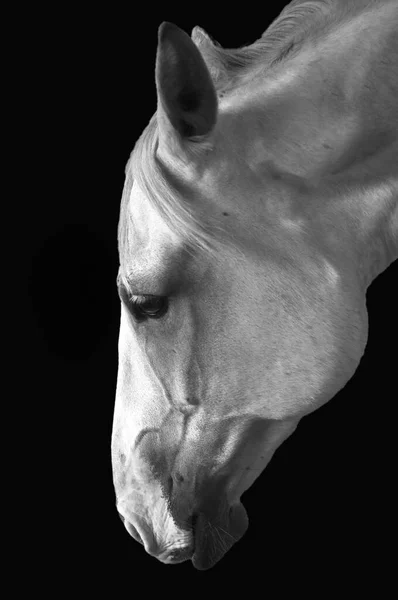 Imagem de perfil lateral em tons de cinza de um cavalo branco dobrando-se com um fundo preto — Fotografia de Stock