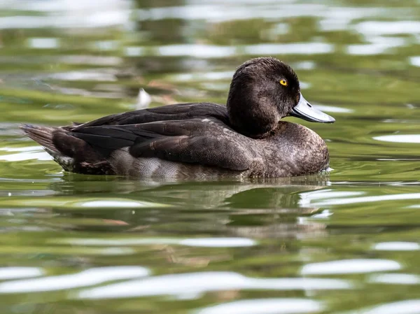 Mise au point sélective d'un canard noir et blanc avec des yeux expressifs suspendus dans le lac — Photo