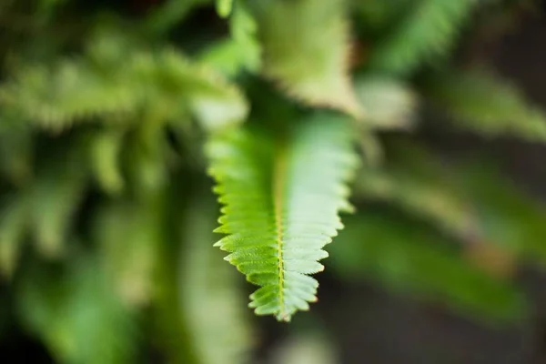 Primo piano di una pianta verde con uno sfondo sfocato - ottimo per una carta da parati naturale — Foto Stock