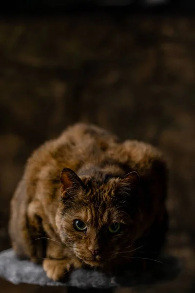 Pionowe zbliżenie zdjęcia wielkiego tłustego rudego kota siedzącego na kamieniu z gniewnym spojrzeniem — Zdjęcie stockowe