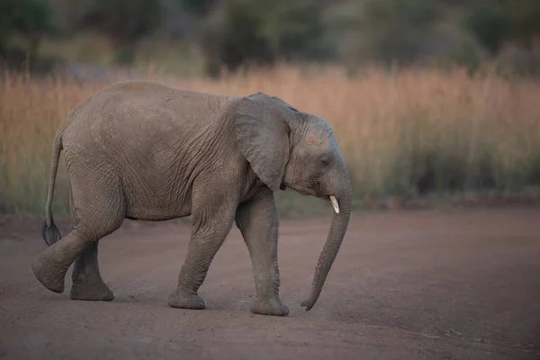 Słoń spacerujący po drodze z zamazanym tłem — Zdjęcie stockowe