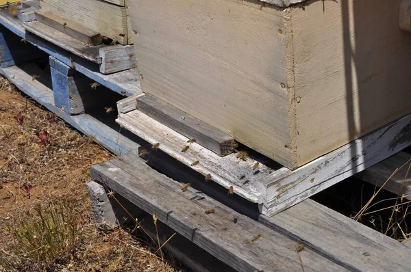 Група бджіл, що літають навколо свого вулика, відпочиває від усього важкого створення меду — стокове фото