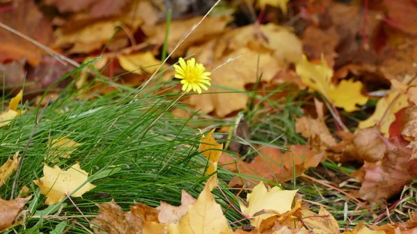 Выборочный фокус снимка цветка желтого одуванчика, растущего среди травы и сухих опавших листьев — стоковое фото