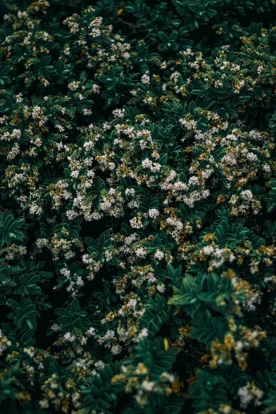 Вертикальний крупним планом знімок красивих милих дафн, що ростуть посеред лісу — стокове фото