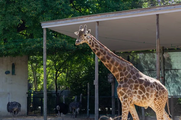Aranyos zsiráf áll a kerítésen belül az állatkertben. — Stock Fotó