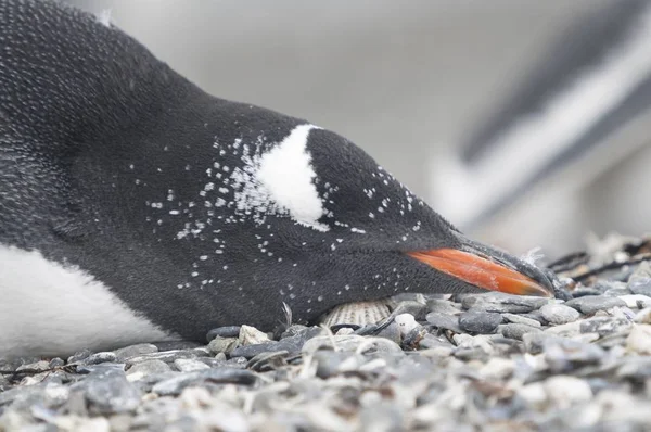 Primo piano di un pinguino gentoo sdraiato sulla riva pietrosa con sfondo sfocato — Foto Stock