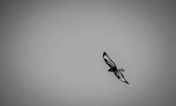 Eine Graustufenaufnahme Eines Wunderschönen Falken Der Hoch Den Himmel Fliegt — Stockfoto
