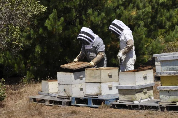 Beekeepers harvesting honey from delicious honeycombs created in hives — Stock Photo, Image