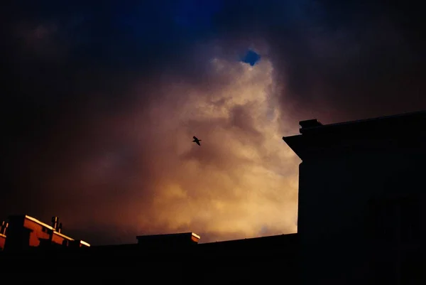 밤에 콘 크리 이트 건물 위를 날아가는 새를 낮은 각도로 쏘아 올렸다 — 스톡 사진