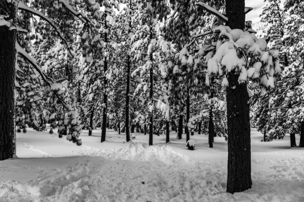 Die Landschaft Eines Waldes Umgeben Von Schneebedeckten Bäumen Sonnenlicht — Stockfoto