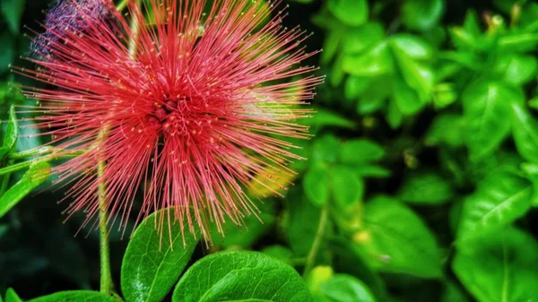 Closeup shot of a bottle brush plant with a blurred natural background — Stock Photo, Image