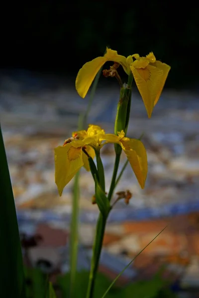 Close-up de íris amarelas com folhas verdes longas em um jardim com um fundo embaçado — Fotografia de Stock