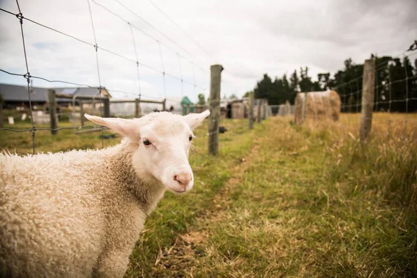 Schattig wit baby schaap in een boerderij voor een prikkeldraad hek — Stockfoto