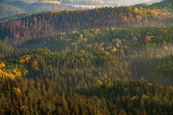 Luftaufnahme eines schönen Baumwaldes - ideal für einen natürlichen Hintergrund — Stockfoto