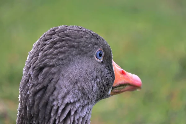 Primer plano de un pato gris con un fondo borroso —  Fotos de Stock