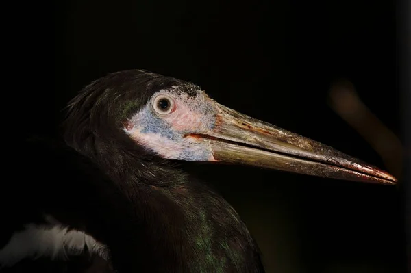 Selektywne Ujęcie Głowy Ptaka Ciconiiformes Czarnym Tłem — Zdjęcie stockowe