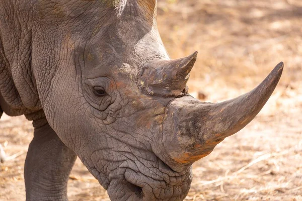 Gros Plan Rhinocéros Gris Avec Grandes Cornes Debout Sur Sol — Photo