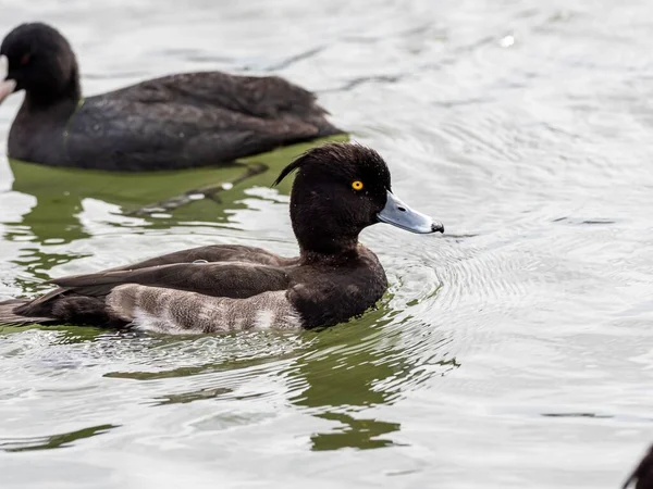 Selektivní zaostření záběru černobílé kachny s výraznýma očima visícíma v jezeře — Stock fotografie