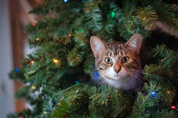 Милая кошка, выглядывающая из-за рождественской елки с огнями — стоковое фото