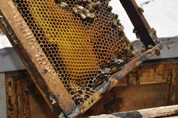Düşük açılı yakından çekilen arılar bal dolu bir bal peteği yaratıyor. — Stok fotoğraf