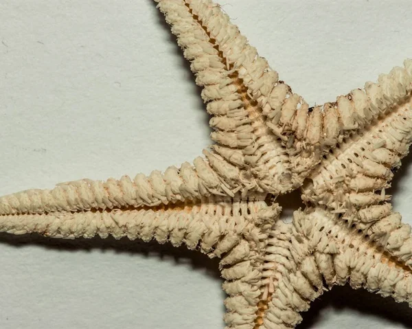 Närbild skott av en sjöstjärna på en vit yta — Stockfoto