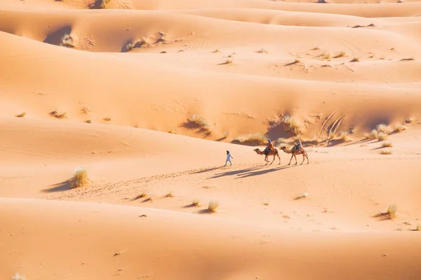 Erg Chebbi Poušť Maroku Afrika Dvěma Lidmi Velbloudech Člověk Kráčí — Stock fotografie