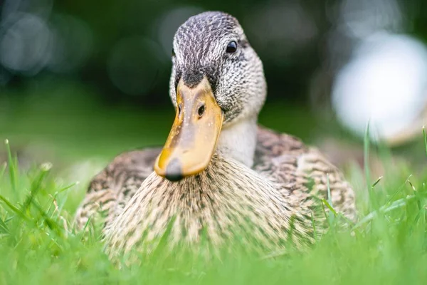 Eine Selektive Fokusaufnahme Einer Niedlichen Ente Die Gras Auf Verschwommenem — Stockfoto