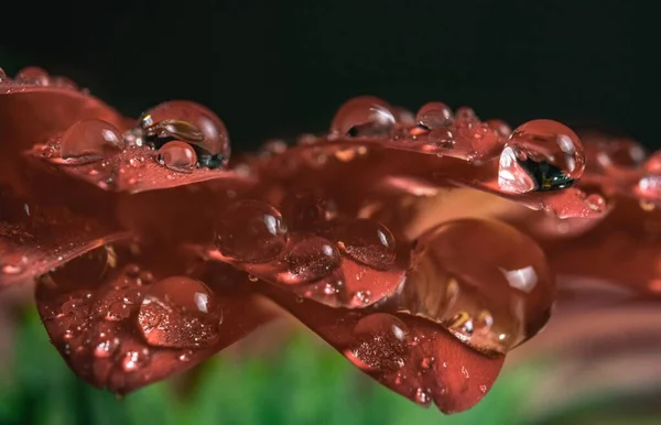 Una Fotografía Macro Las Grandes Gotas Rocío Sobre Los Pétalos — Foto de Stock