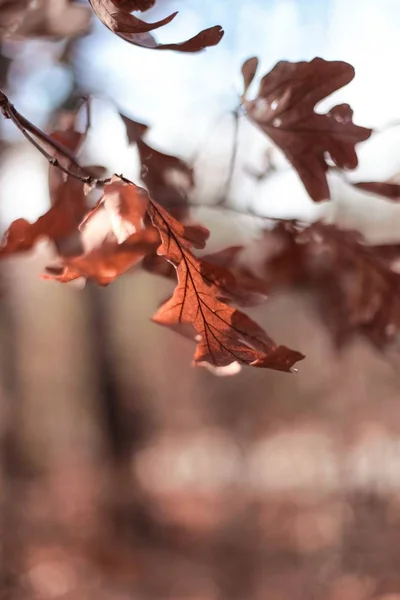 Primer plano de hermosas hojas y plantas secas en un bosque durante el otoño dorado —  Fotos de Stock