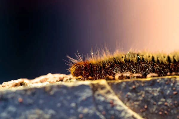 Macro fotografie shot van een worm met een wazige achtergrond — Stockfoto