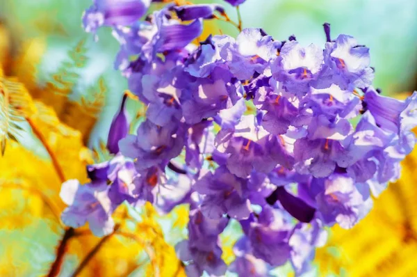 햇빛 아래서 이국적 인 자주색 꽃들의 근접 사진 — 스톡 사진