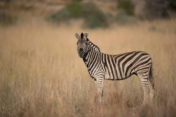 Een Zebra Staand Een Droog Grasveld Terwijl Hij Naar Camera — Stockfoto