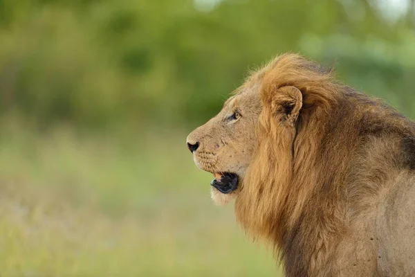 Prachtige leeuw in het midden van een veld bedekt met groen gras in de Afrikaanse jungle — Stockfoto