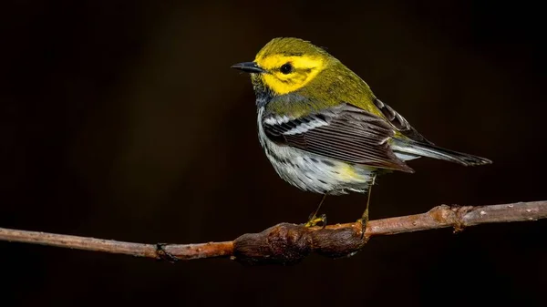 Warbler Verde Garganta Preta Setophaga Virens Disparou Calçadão Durante Migração — Fotografia de Stock