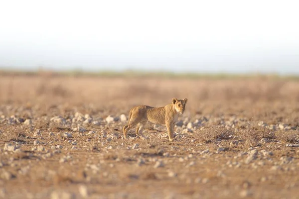 Szelektív fókuszfelvétel egy üres mezőn álló oroszlánról — Stock Fotó