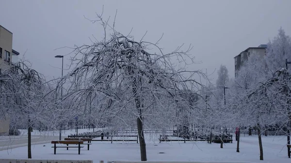 Árvores no parque cobertas com uma espessa camada de neve em um dia frio escuro de inverno — Fotografia de Stock