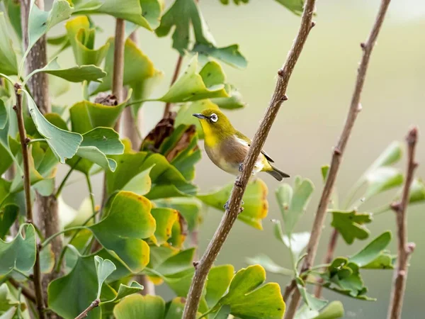 Pássaro exótico bonito em pé em um galho de árvore no meio da floresta — Fotografia de Stock