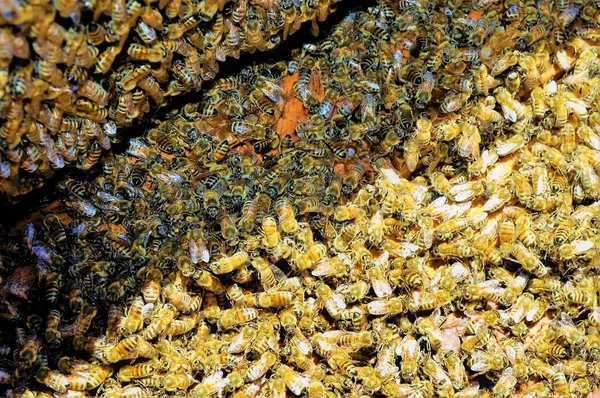 Tiro de close-up de um grupo de abelhas criando uma abelha cheia de mel delicioso — Fotografia de Stock