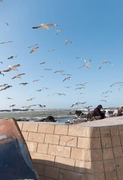 Birds in Morocco — Stock Photo, Image