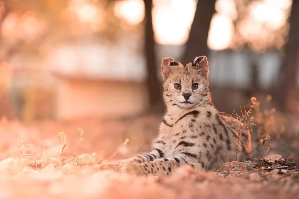 Een Close Shot Van Een Wilde Kat Die Grond Ligt — Stockfoto