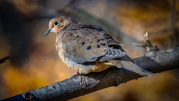 Mourning Dove Perched Branch Golden Hour — Stock Photo, Image