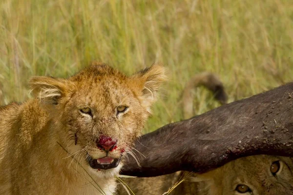 Маленький Лев Дико Харчується Мертвою Твариною Африканських Джунглях — стокове фото