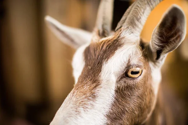 Closeup shot of a white and brown goat head on a blurred background — Stock Photo, Image