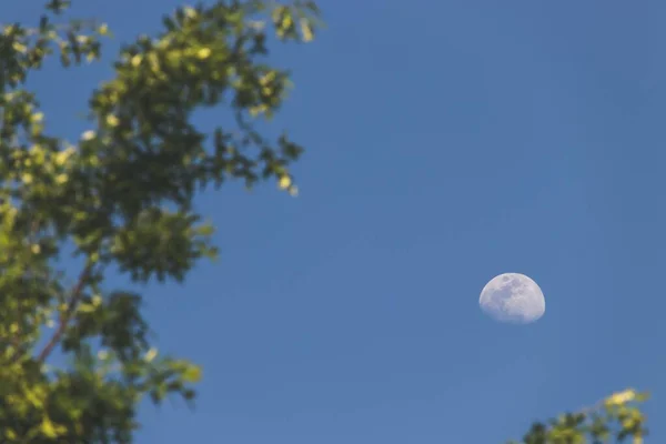 Krásná scenérie měsíce se zelenými stromy v rozmazaném popředí — Stock fotografie