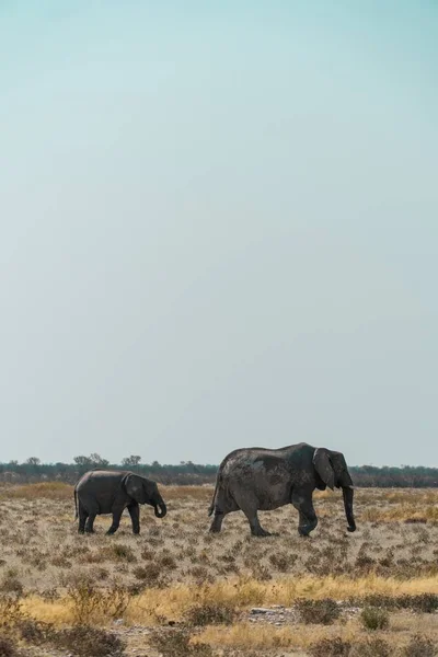 코끼리와 코끼리 들판에서 모습을 수직으로 — 스톡 사진
